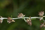 Spoon-leaf purple everlasting